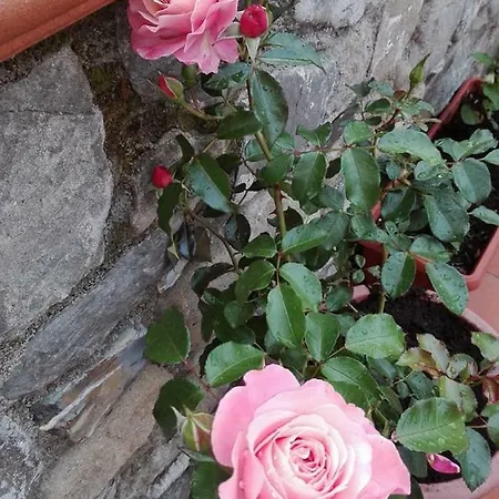 Agriturismo La Casina Rosa *