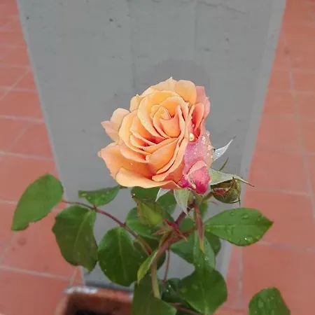 Agriturismo La Casina Rosa